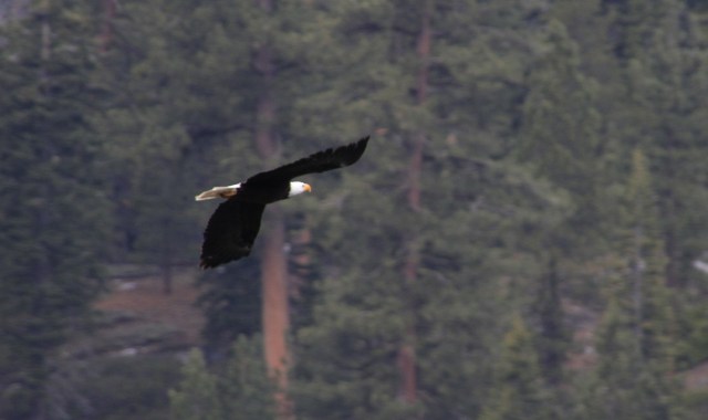 Bald Eagle in Flight